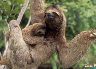 Cum joacă ai noștri fotbal