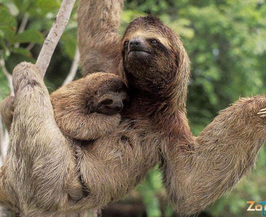 Cum joacă ai noștri fotbal